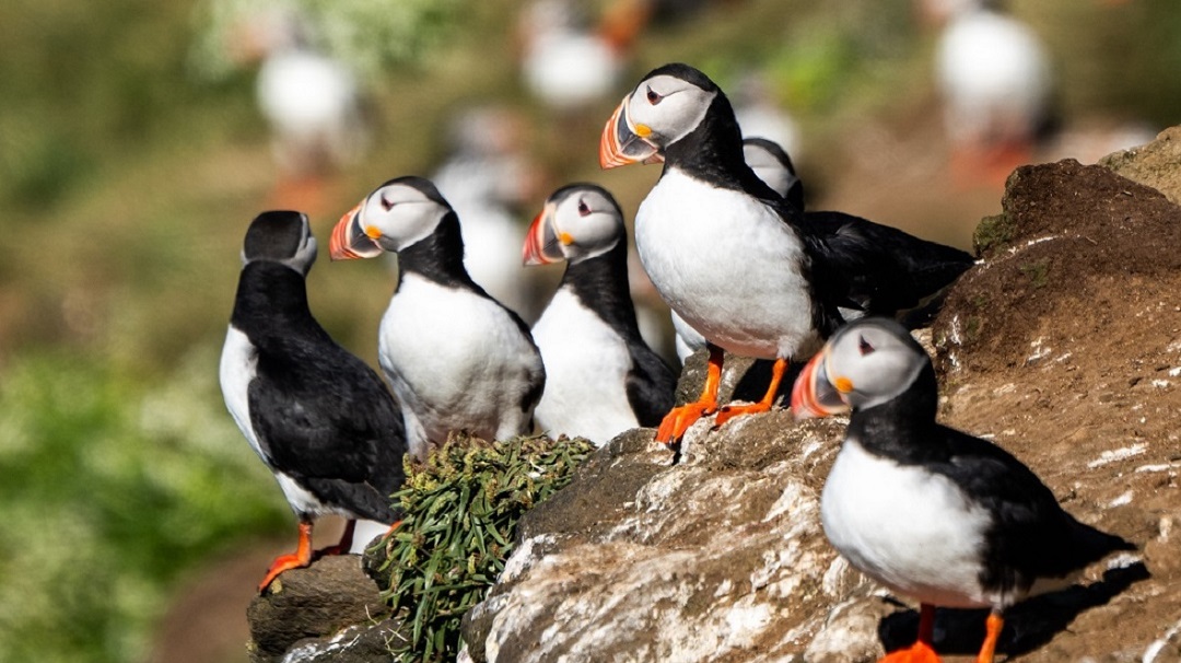 Остров Янкича: как добраться, что посмотреть, интересные факты