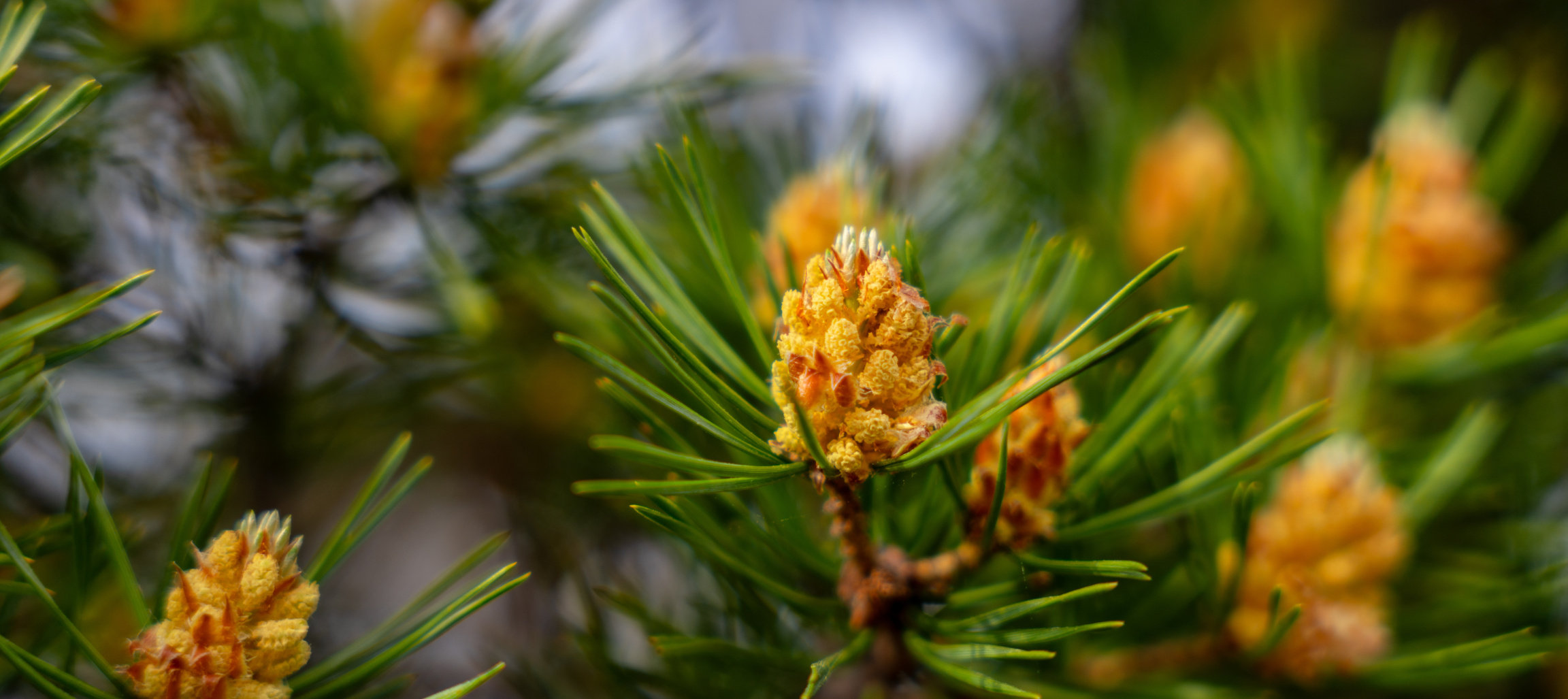 «ЗЕЛЕНЫЙ ДЕСАНТ» НА БАЙКАЛЕ ОТ ВОДОХОДЪ