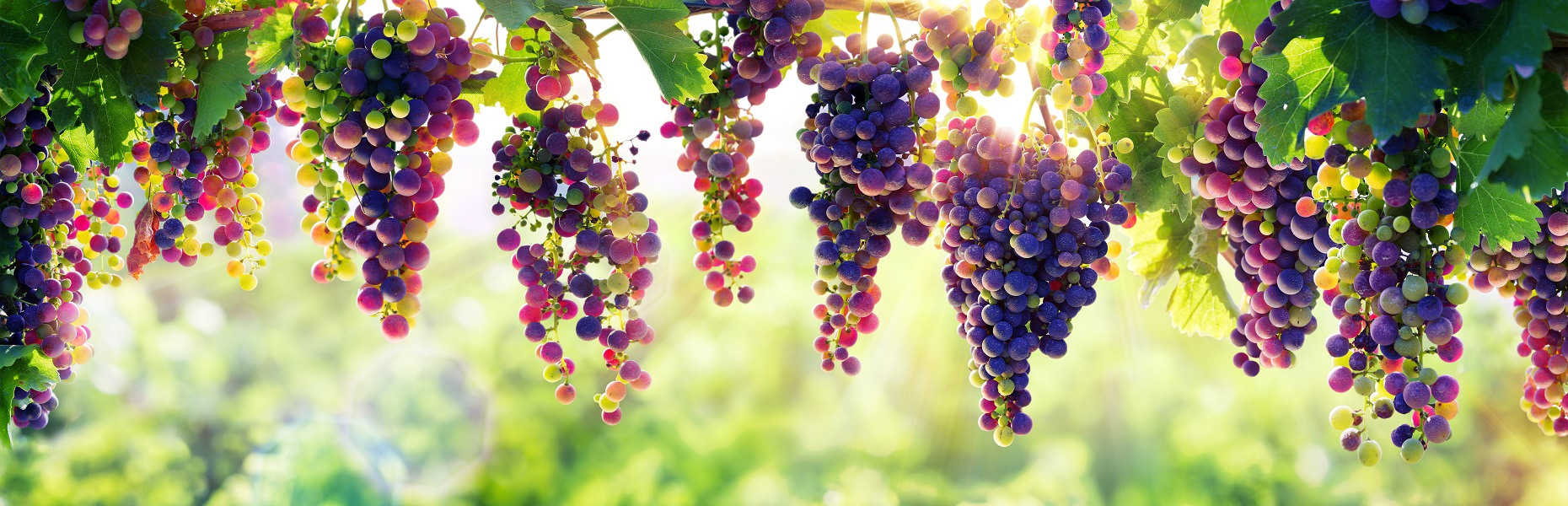 Июньские праздники со вкусом: Фестиваль вина на теплоходе «Мустай Карим»