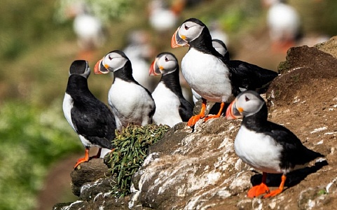 Берингова Одиссея: поэзия жизни у края земли