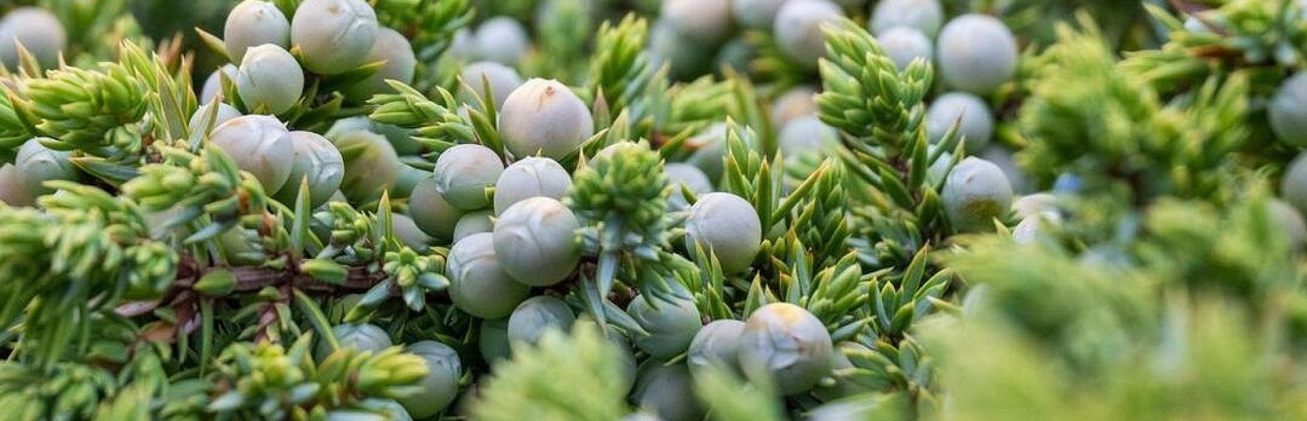 Остров Врангеля: как добраться, что посмотреть, интересные факты