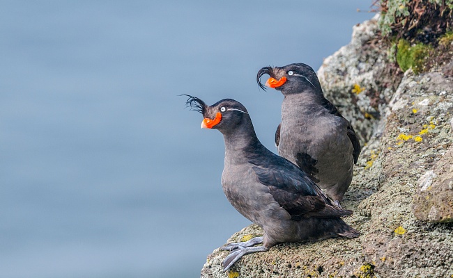 Остальной мир.svg