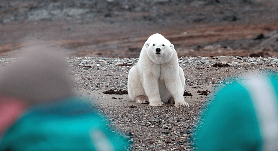 Чукотка и остров Колючин: Земля белых медведей    
